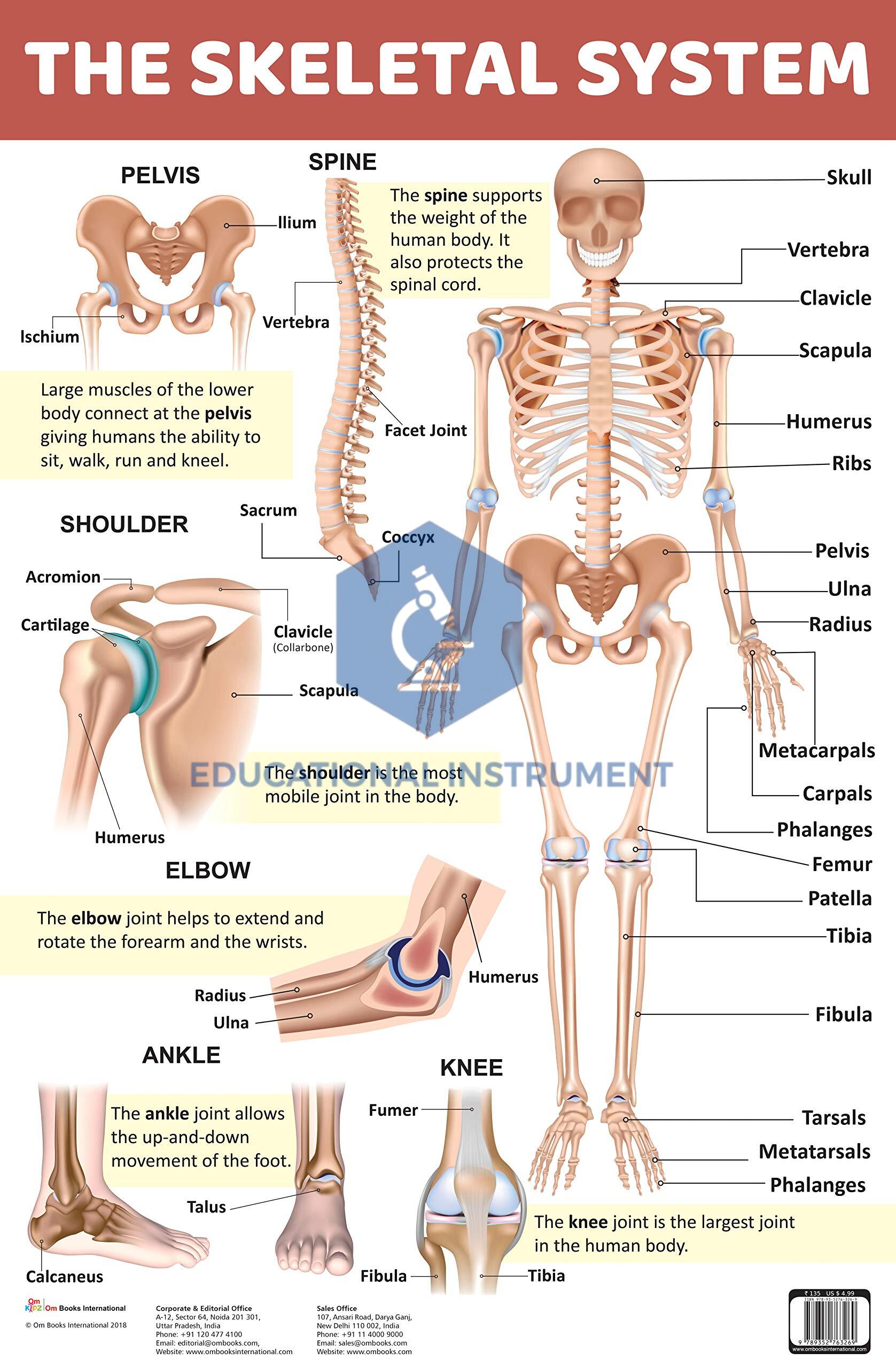 Human Skeleton System